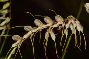 Masdevallia polysticta