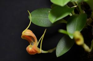 Masdevallia prodigiosa