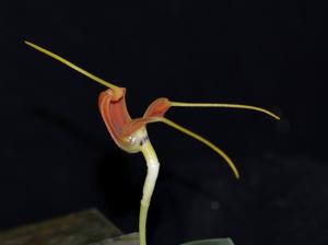 Masdevallia prodigiosa