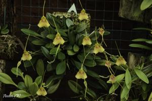 Masdevallia pteroglossa