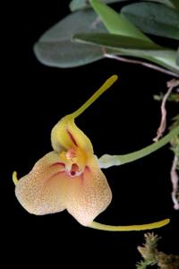 Masdevallia pteroglossa