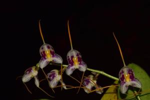 Masdevallia pulcherrima