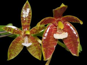 Phalaenopsis cornu-cervi