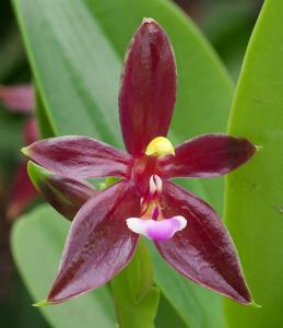 Phalaenopsis cornu-cervi