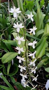 Aerangis ellisii