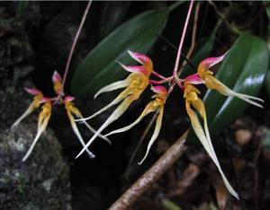 Bulbophyllum delitescens
