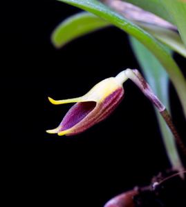 Masdevallia pyxis