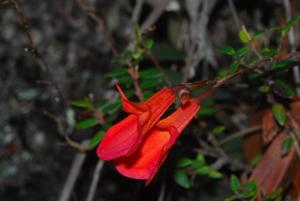 Masdevallia racemosa