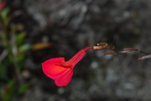 Masdevallia racemosa