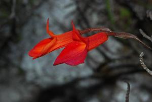 Masdevallia racemosa