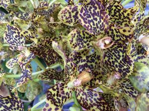 Grammatophyllum pantherinum