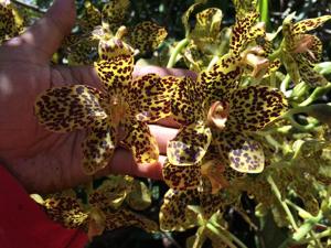 Grammatophyllum pantherinum