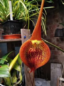 Masdevallia regina