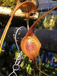 Masdevallia regina