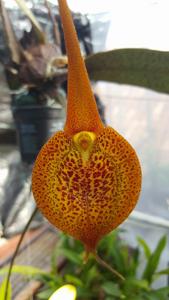 Masdevallia regina