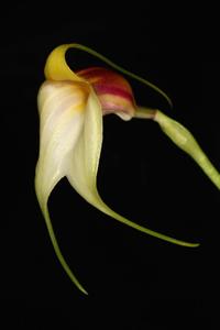 Masdevallia reichenbachiana