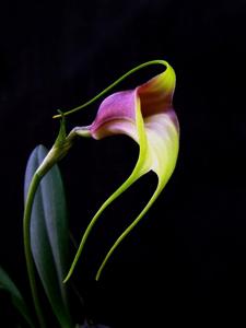 Masdevallia reichenbachiana