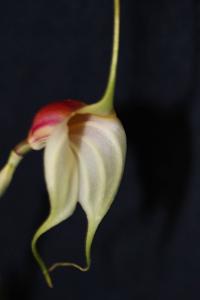 Masdevallia reichenbachiana