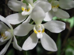 Sarcochilus falcatus