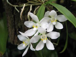 Sarcochilus falcatus