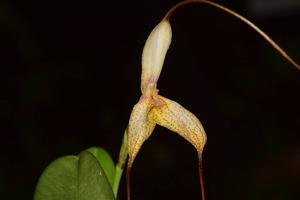 Masdevallia replicata