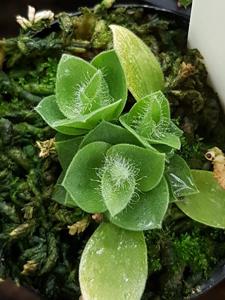 Eurystyles cotyledon