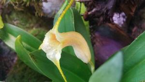 Masdevallia rex