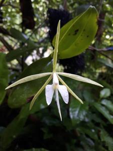 Epidendrum angustilobum