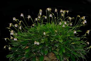 Masdevallia rimarima-alba