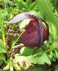 Cypripedium calcicola