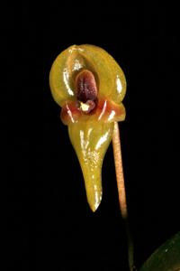 Pleurothallis scurrula