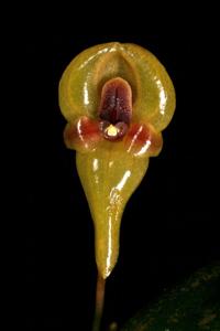 Pleurothallis scurrula