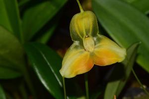 Masdevallia sanctae-inesae