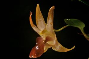 Dendrobium nakaharae