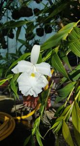 Sobralia macrantha