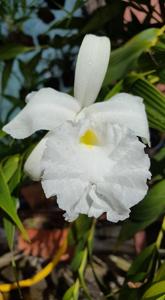 Sobralia macrantha