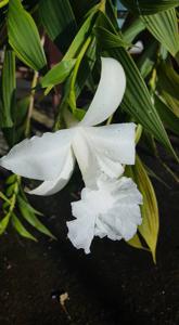 Sobralia macrantha