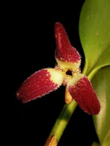 Restrepiella ophiocephala