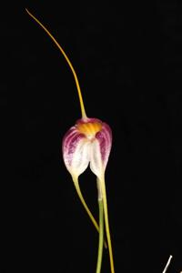 Masdevallia schroederiana