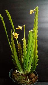 Lockhartia lunifera