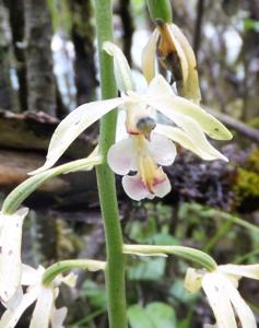 Calanthe brevicornu