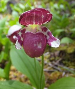 Cypripedium guttatum