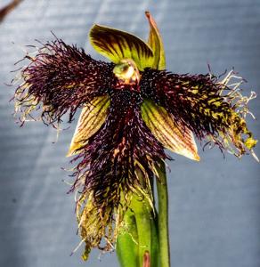 Calochilus platychilus