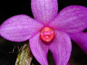 Dendrobium glomeratum