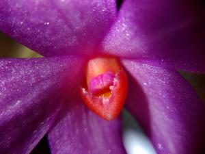 Dendrobium glomeratum