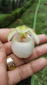 Paphiopedilum micranthum