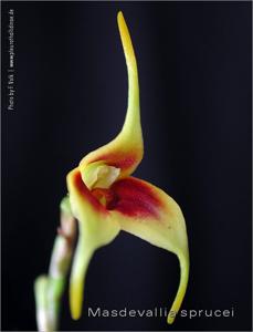 Masdevallia sprucei