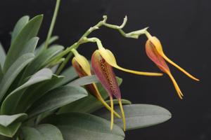 Masdevallia stenorhynchos