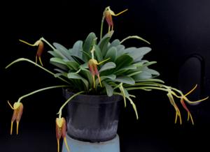 Masdevallia stenorhynchos