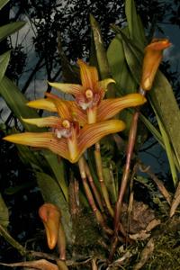 Maxillaria striata